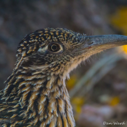 Greater Roadrunner-001