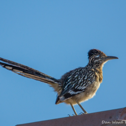 Greater Roadrunner-002