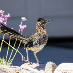 Greater Roadrunner-004