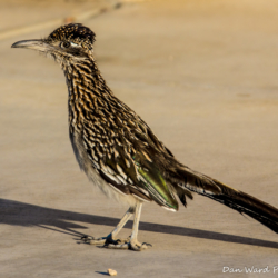 Greater Roadrunner-1