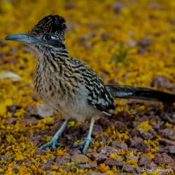 Greater Roadrunner-2