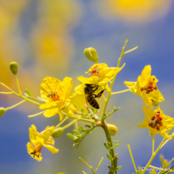 Honey Bee on Palo Verde Blossom-1