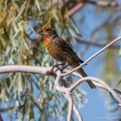 House Finch-01