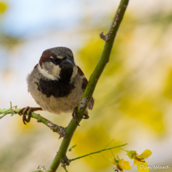 House Sparrow-05