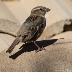 House Sparrow-Female-001