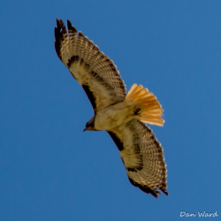 Red-Tailed Hawk-01