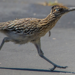 Roadrunner-06