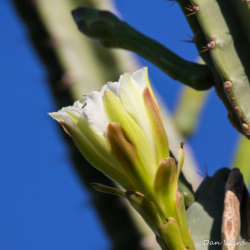 San Pedro Cactus Flower-01