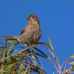 Vesper Sparrow-02