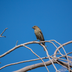 Vesper Sparrow-04