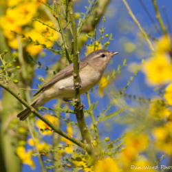 Warbling Vireo-01