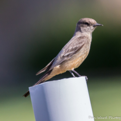 Western Wood-Pewee-01