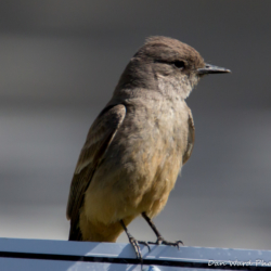 Western Wood-Pewee-02