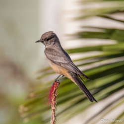 Western Wood-Pewee-04