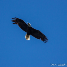 Bald Eagle In Flight-Lake Siskiyou-010