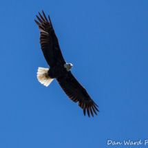 Bald Eagle In Flight-Lake Siskiyou-011