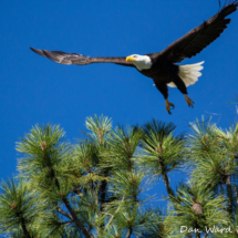 Bald Eagle Takes Flight-Lake Siskiyou-200