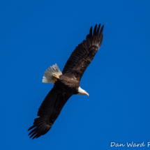 Bald Eagle in Flight- Lake Siskiyou-001