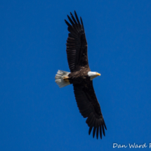 Bald Eagle in Flight- Lake Siskiyou-002