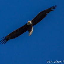 Bald Eagle in Flight- Lake Siskiyou-003