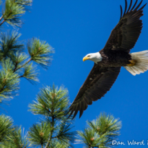 Bald Eagle in Flight-Lake Siskiyou-200