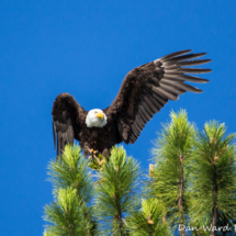 Bald Eagle in Pine Tree-Lake Siskiyou-110