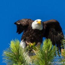 Bald Eagle in Pine Tree-Lake Siskiyou-113