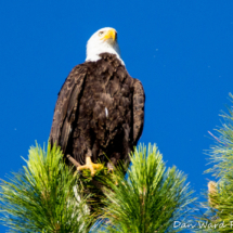 Bald Eagle in Pine Tree-Lake Siskiyou-114
