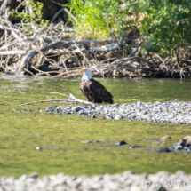Bald Eagle on Lake Siskiyou-004