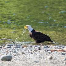 Bald Eagle on Lake Siskiyou-005