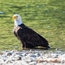 Bald Eagle on Lake Siskiyou-006