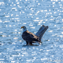 Bald Eagle on Lake Siskiyou-007