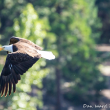 Bald Eagle on Lake Siskiyou-008