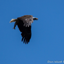 Bald Eagle with Fish-Lake Siskiyou-06