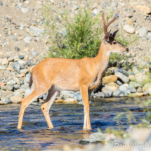 Black-Tailed Deer-Young Buck-Lake Siskiyou-01