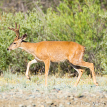 Black-Tailed Deer-Young Buck-Lake Siskiyou-04