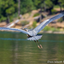Great Blue Heron-Lake Siskiyou-06
