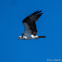 Osprey Flight-Lake Siskiyou-002