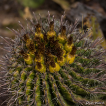 Arizon Barrel Cactus-05
