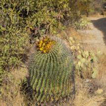 Arizona Barrel Cactus-01