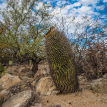 Arizona Barrel Cactus-02