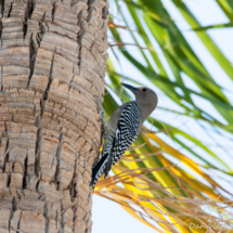 Gila Woodpecker-Female-01