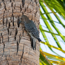 Gila Woodpecker-Female-02