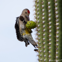 Gila Woodpecker-Male-01