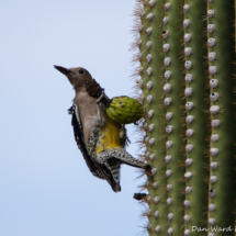 Gila Woodpecker-Male-02