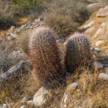 Oswit Canyon-Barrel Cactus-01