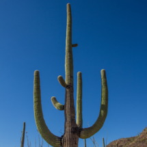 Saguaro Cactus-01