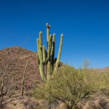 Saguaro Cactus-02