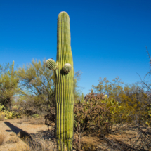 Saguaro Cactus-05