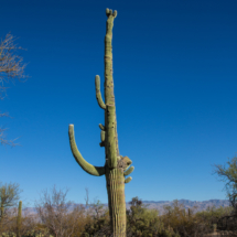 Saguaro Cactus-06